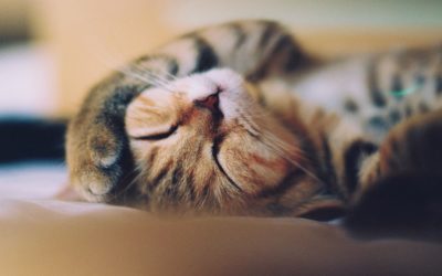 Sleep!