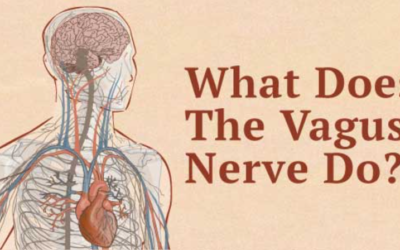 The Vagus Nerve