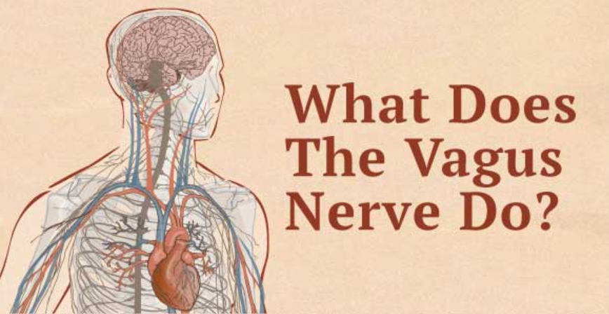 The Vagus Nerve